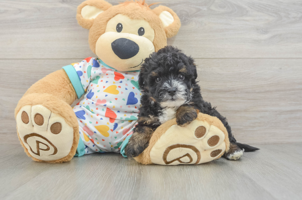 6 week old Havapoo Puppy For Sale - Fairfield Furbabies