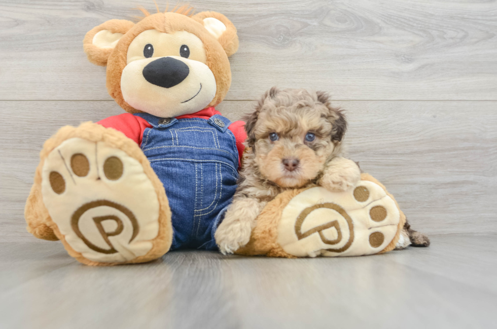 8 week old Havapoo Puppy For Sale - Fairfield Furbabies