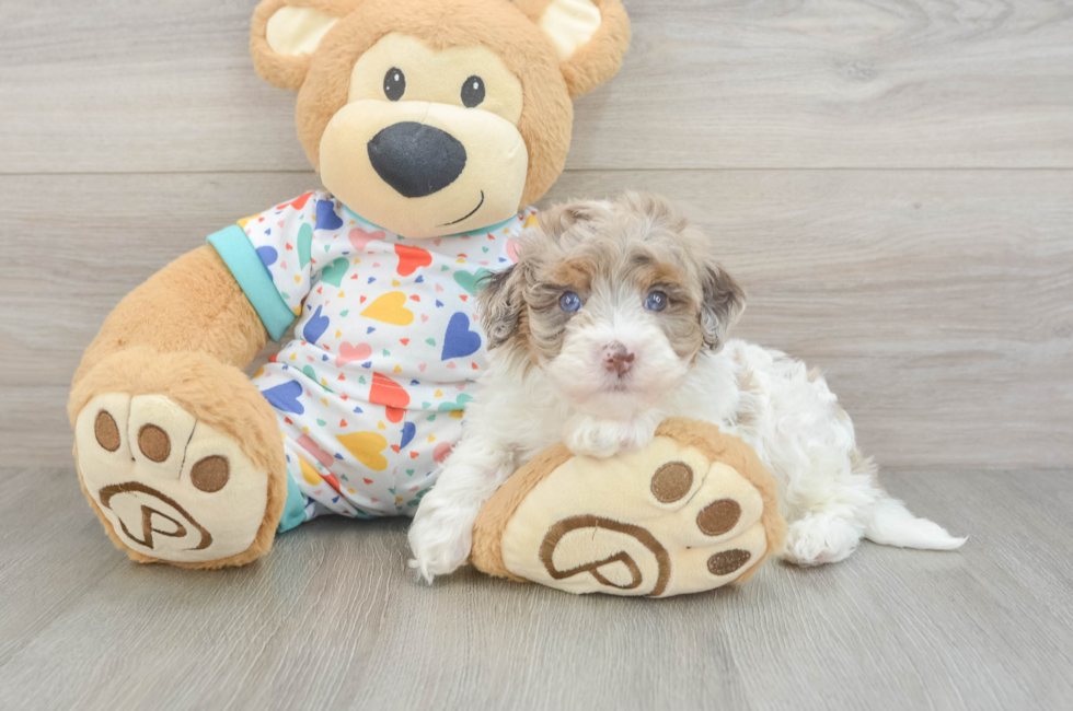 5 week old Havapoo Puppy For Sale - Fairfield Furbabies