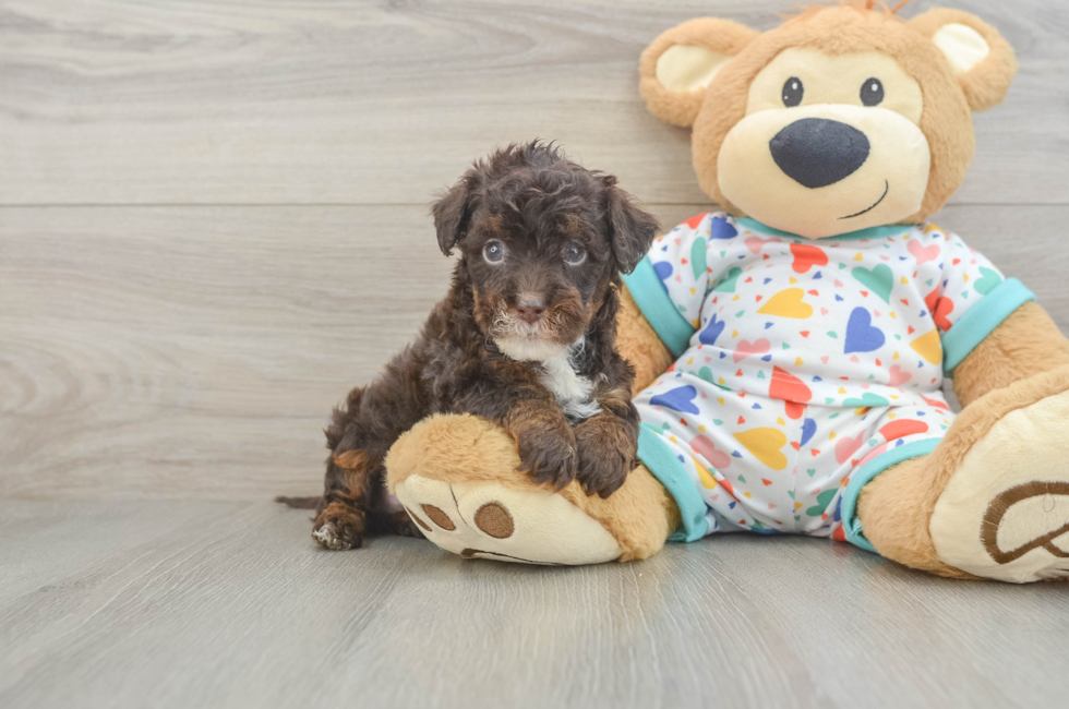 6 week old Havapoo Puppy For Sale - Fairfield Furbabies