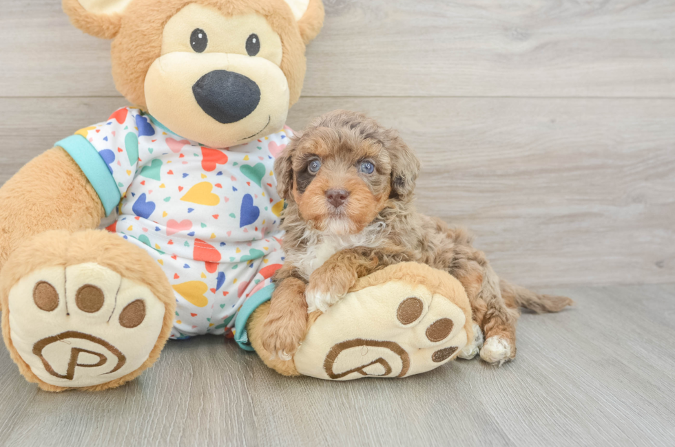 6 week old Havapoo Puppy For Sale - Fairfield Furbabies