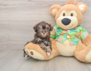 8 week old Havapoo Puppy For Sale - Fairfield Furbabies