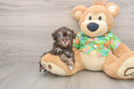 Havapoo Pup Being Cute