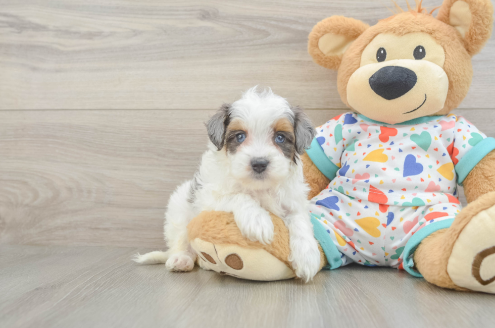 6 week old Havapoo Puppy For Sale - Fairfield Furbabies
