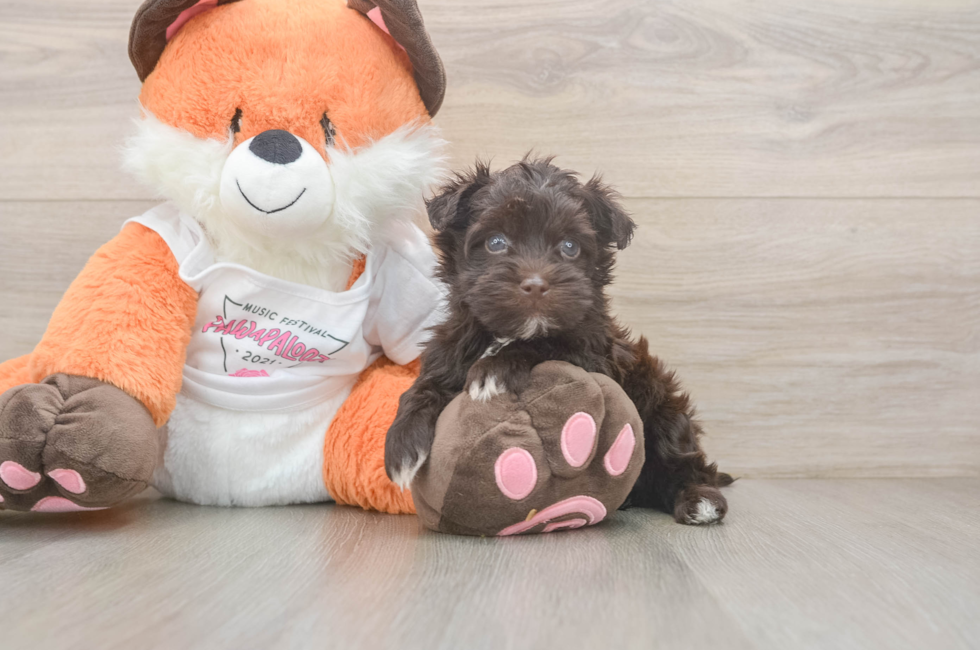 5 week old Havapoo Puppy For Sale - Fairfield Furbabies