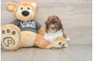 Havapoo Pup Being Cute