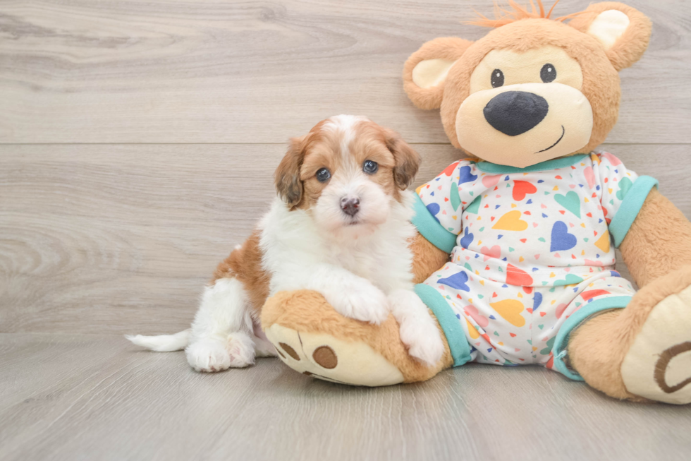 Little Havadoodle Poodle Mix Puppy