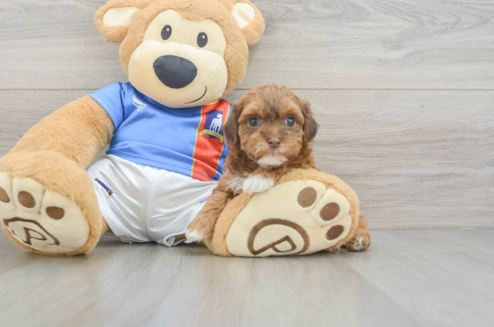 6 week old Havapoo Puppy For Sale - Fairfield Furbabies