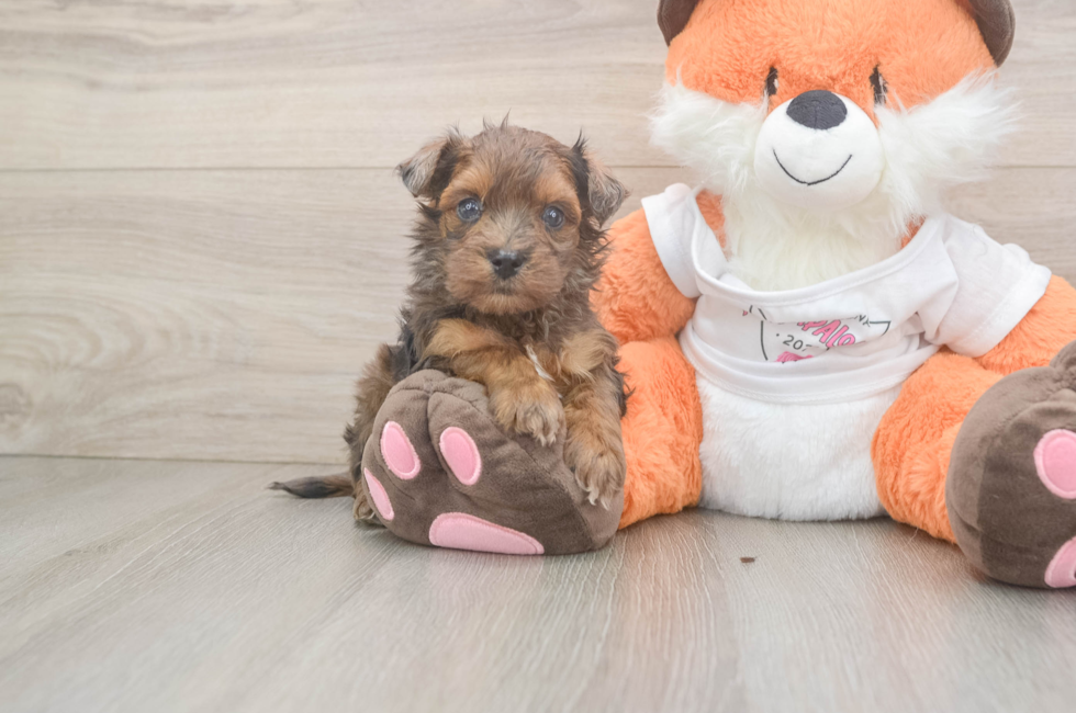 5 week old Havapoo Puppy For Sale - Fairfield Furbabies