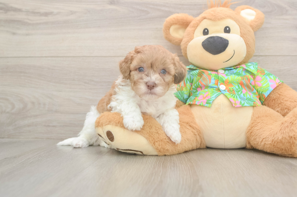 7 week old Havapoo Puppy For Sale - Fairfield Furbabies