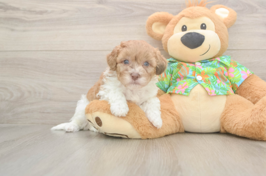 7 week old Havapoo Puppy For Sale - Fairfield Furbabies Best Havapoo Baby