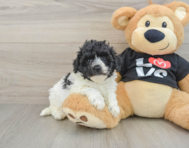 8 week old Havapoo Puppy For Sale - Fairfield Furbabies