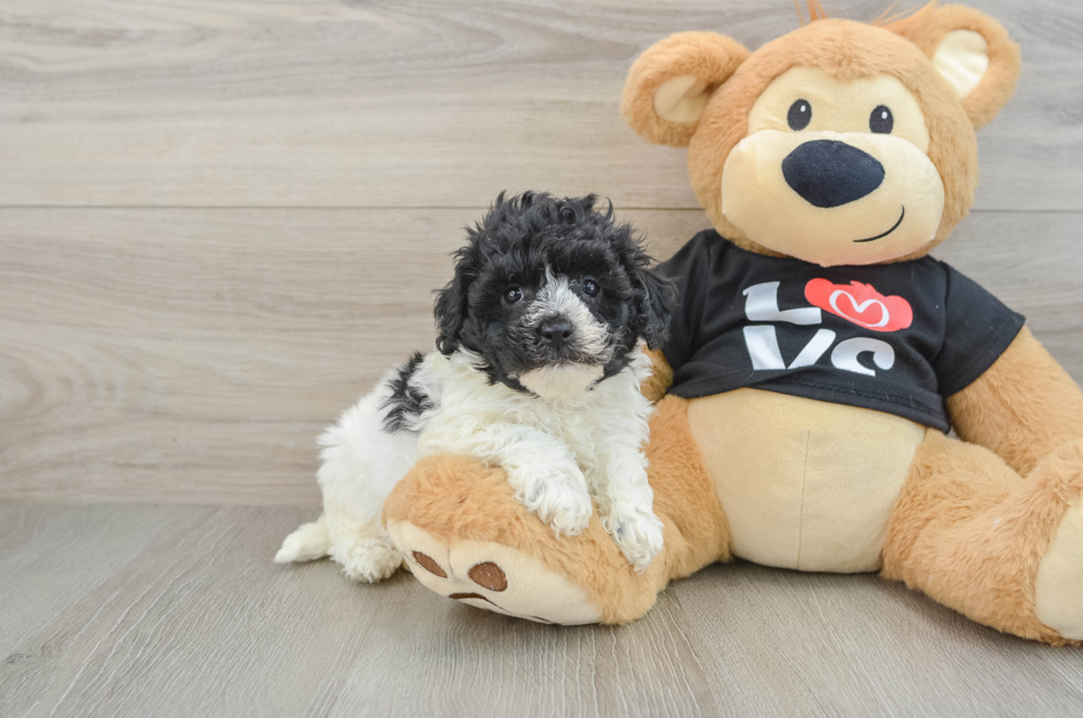 7 week old Havapoo Puppy For Sale - Fairfield Furbabies