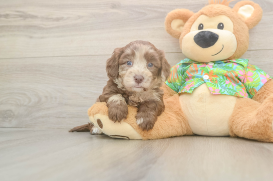 7 week old Havapoo Puppy For Sale - Fairfield Furbabies Friendly Havapoo Baby