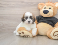 8 week old Havapoo Puppy For Sale - Fairfield Furbabies