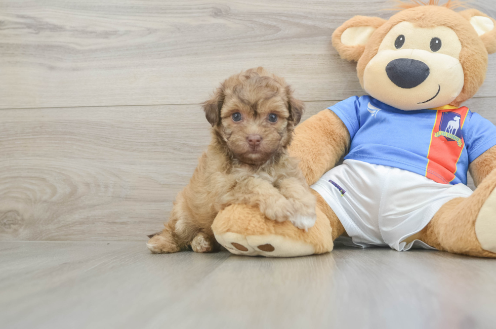6 week old Havapoo Puppy For Sale - Fairfield Furbabies