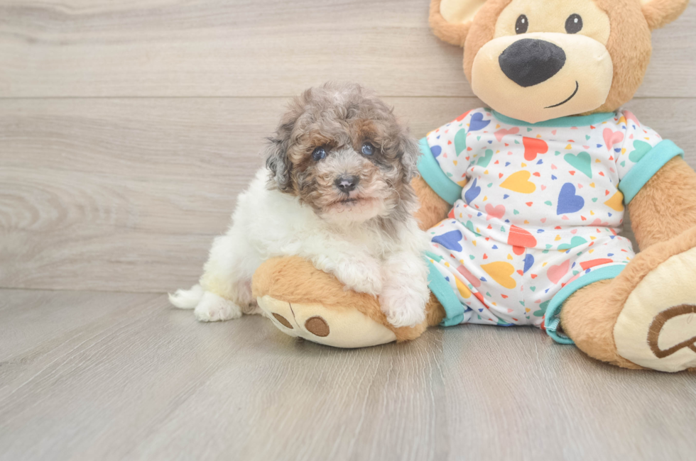 6 week old Havapoo Puppy For Sale - Fairfield Furbabies