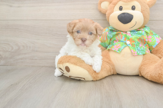 7 week old Havapoo Puppy For Sale - Fairfield Furbabies Best Havapoo Baby