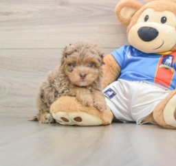 7 week old Havapoo Puppy For Sale - Fairfield Furbabies