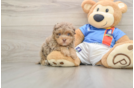 Havapoo Puppy for Adoption