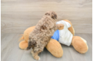 Havapoo Puppy for Adoption