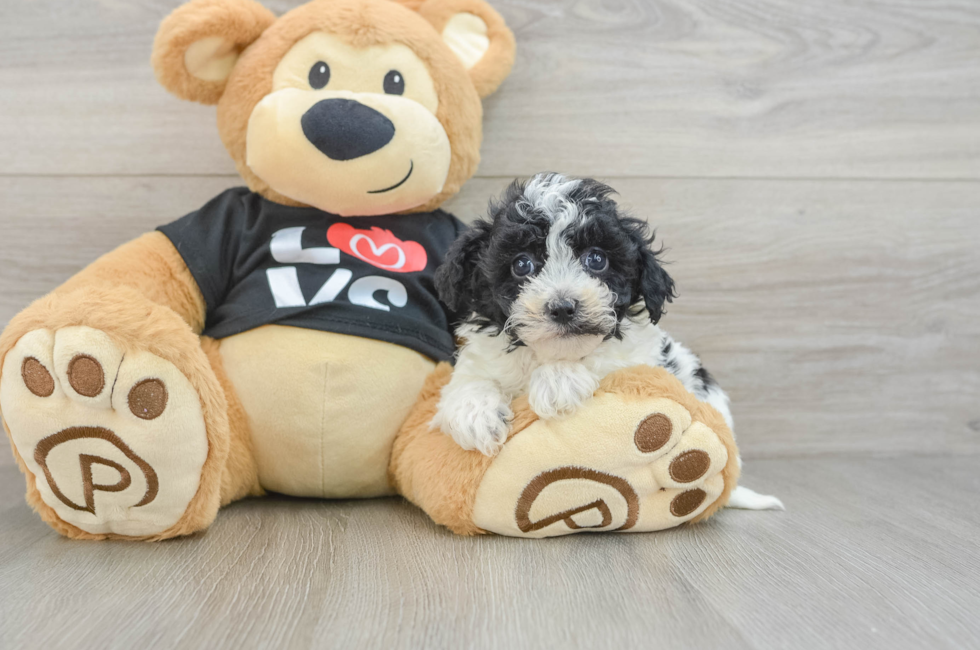 7 week old Havapoo Puppy For Sale - Fairfield Furbabies