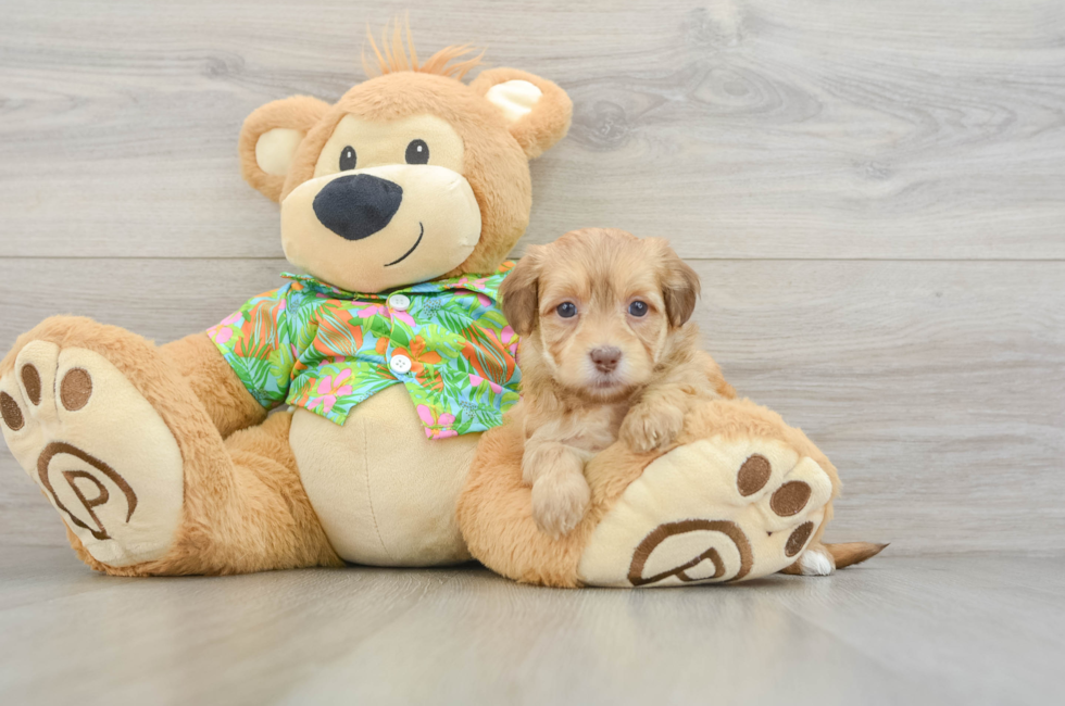 8 week old Havapoo Puppy For Sale - Fairfield Furbabies