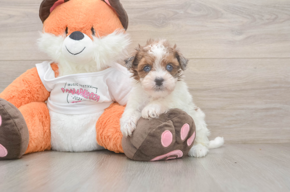 5 week old Havapoo Puppy For Sale - Fairfield Furbabies