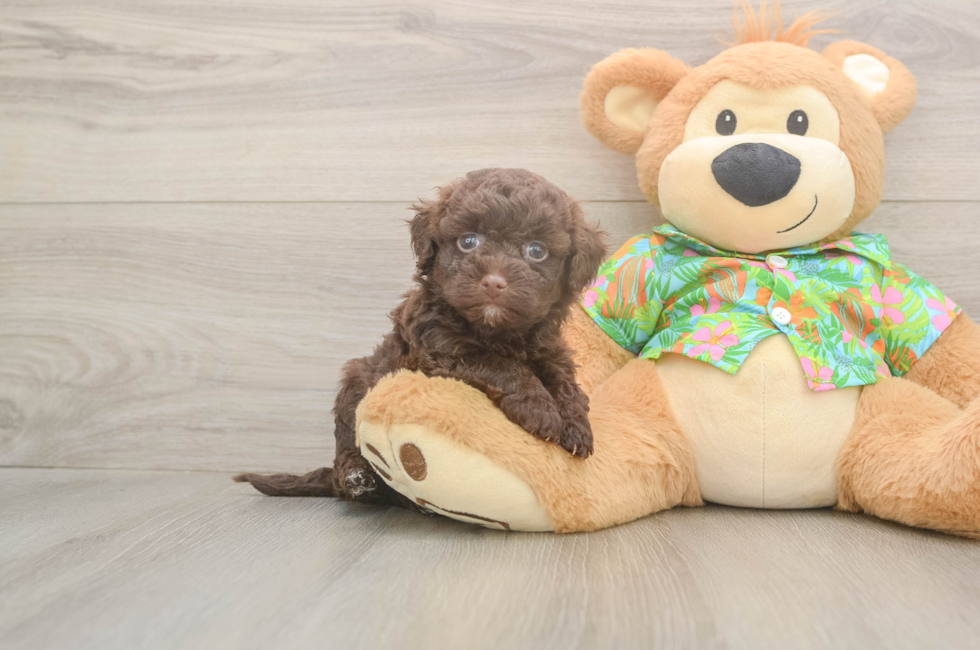7 week old Havapoo Puppy For Sale - Fairfield Furbabies