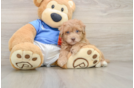 Funny Havapoo Poodle Mix Pup