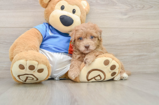 Funny Havapoo Poodle Mix Pup