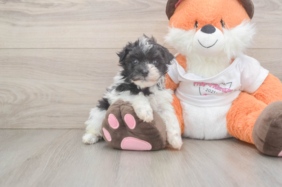 5 week old Havapoo Puppy For Sale - Fairfield Furbabies