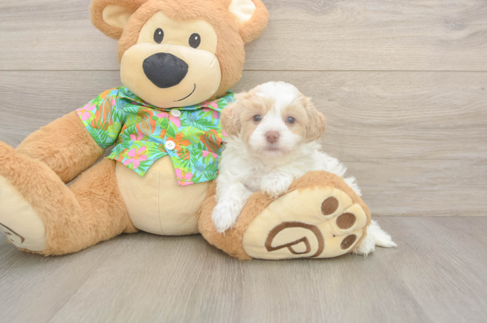 7 week old Havapoo Puppy For Sale - Fairfield Furbabies