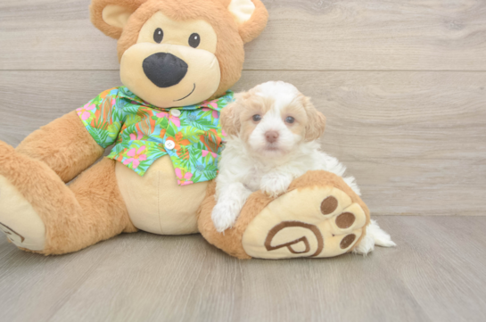 7 week old Havapoo Puppy For Sale - Fairfield Furbabies Popular Havapoo Poodle Mix Pup