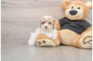 Funny Havapoo Poodle Mix Pup