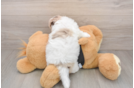 Havapoo Puppy for Adoption