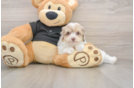 Havapoo Pup Being Cute