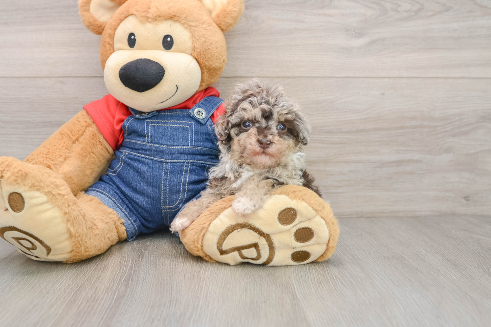 Popular Havapoo Poodle Mix Pup