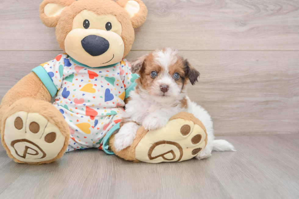 Popular Havapoo Poodle Mix Pup