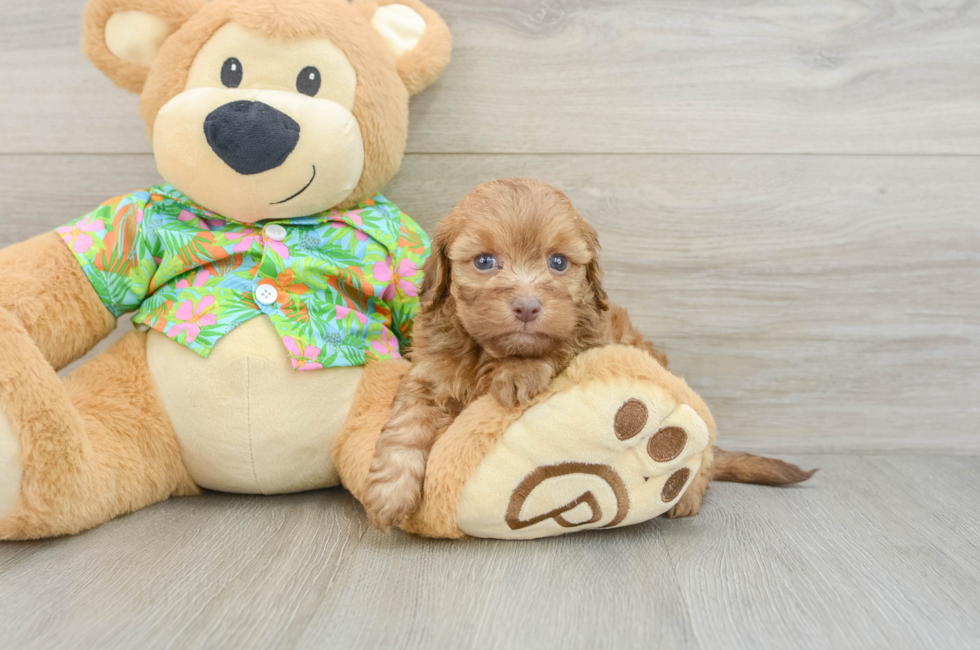 6 week old Havapoo Puppy For Sale - Fairfield Furbabies