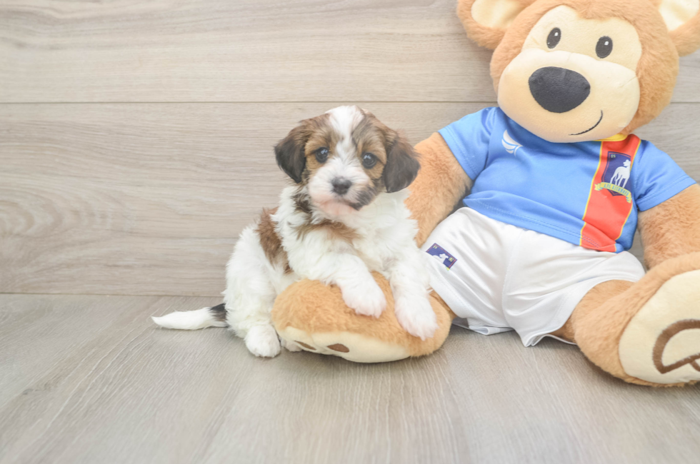 5 week old Havapoo Puppy For Sale - Fairfield Furbabies