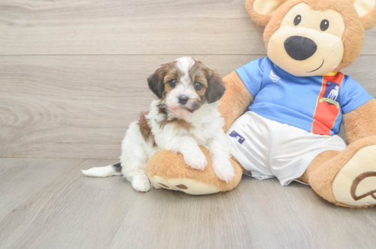 5 week old Havapoo Puppy For Sale - Fairfield Furbabies Sweet Havapoo Baby