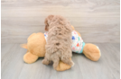 Havapoo Puppy for Adoption