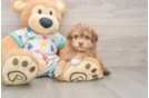 Sweet Havapoo Baby