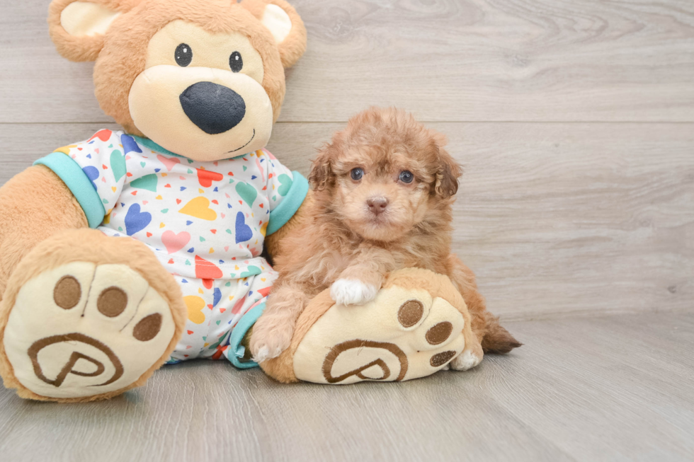 Sweet Havapoo Baby