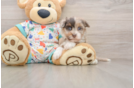 Havapoo Puppy for Adoption