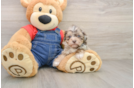 Petite Havapoo Poodle Mix Pup