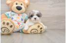 Small Havapoo Baby