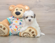 8 week old Havapoo Puppy For Sale - Fairfield Furbabies