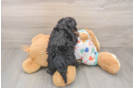 Fluffy Havapoo Poodle Mix Pup